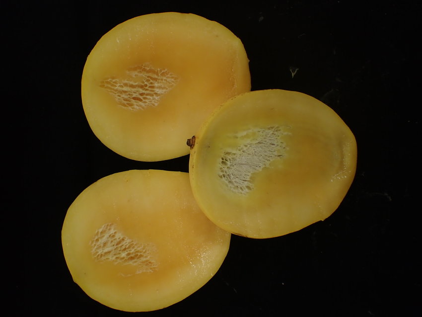 Spongy Tissue example 1